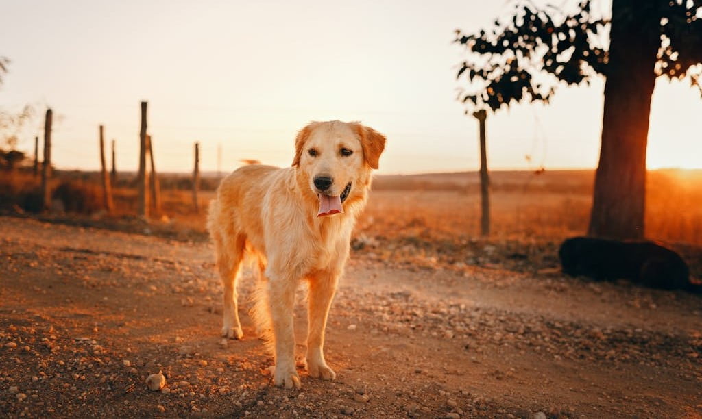 Light-coloured, medium-sized dog standing in the middle of a gravel road at sunset.